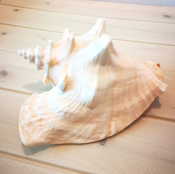 Various Large Seashells