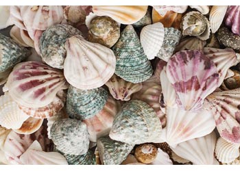 Sea Shells - 1 kg